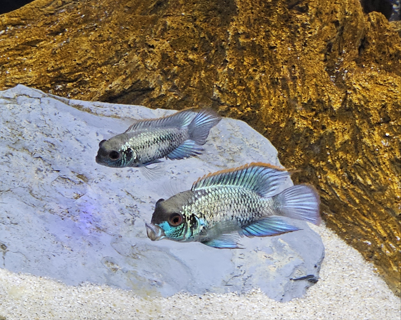 Electric Blue Acara